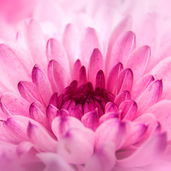 Whitening, Spot Fading & Brightening